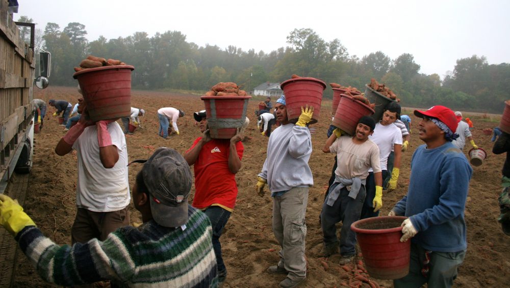 Farmworkers in NC