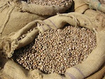 Ownership of Agricultural Seeds