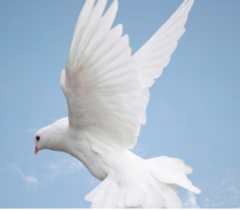 Lectionary: Peace (Pentecost Sunday)
